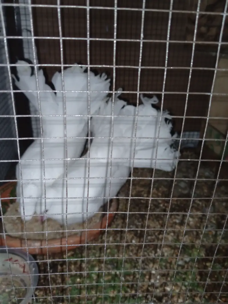 2 alag alag pair of kabootar for sale — photo 3
