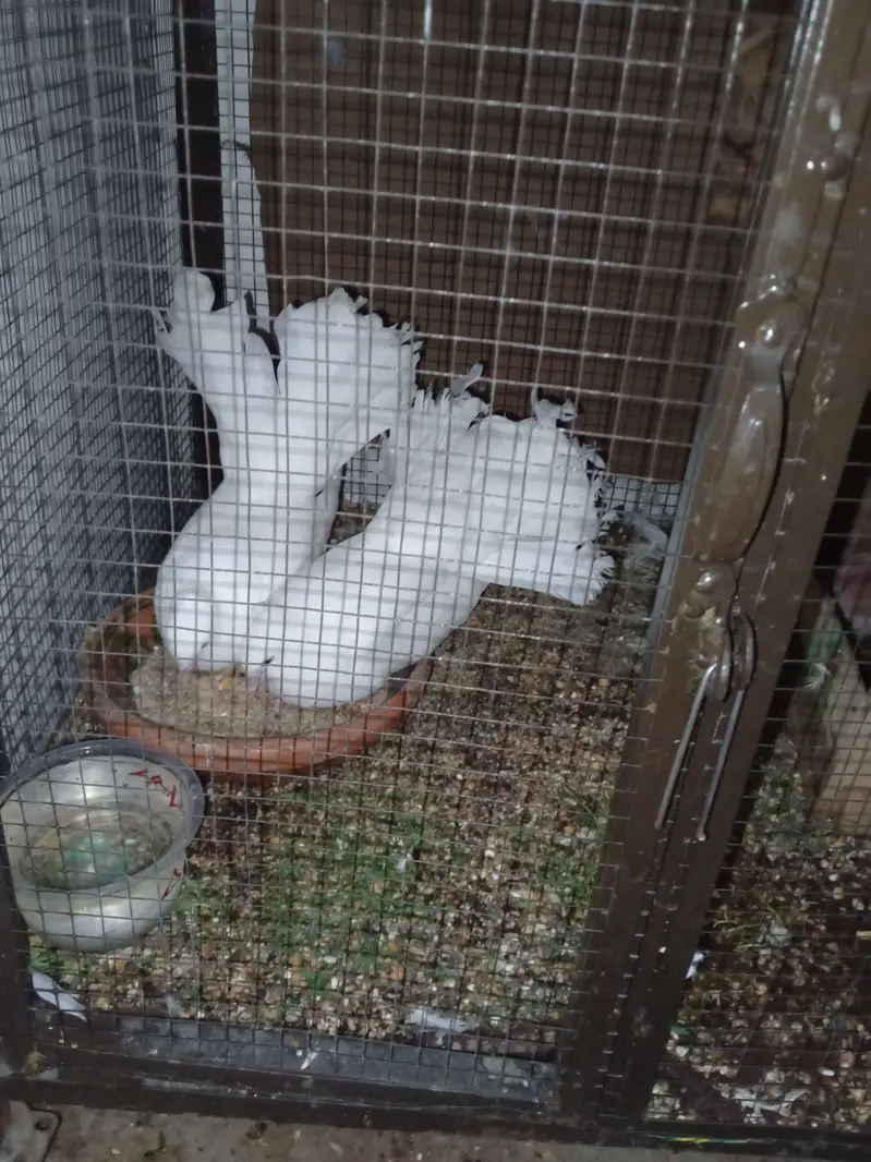 2 alag alag pair of kabootar for sale — photo 4