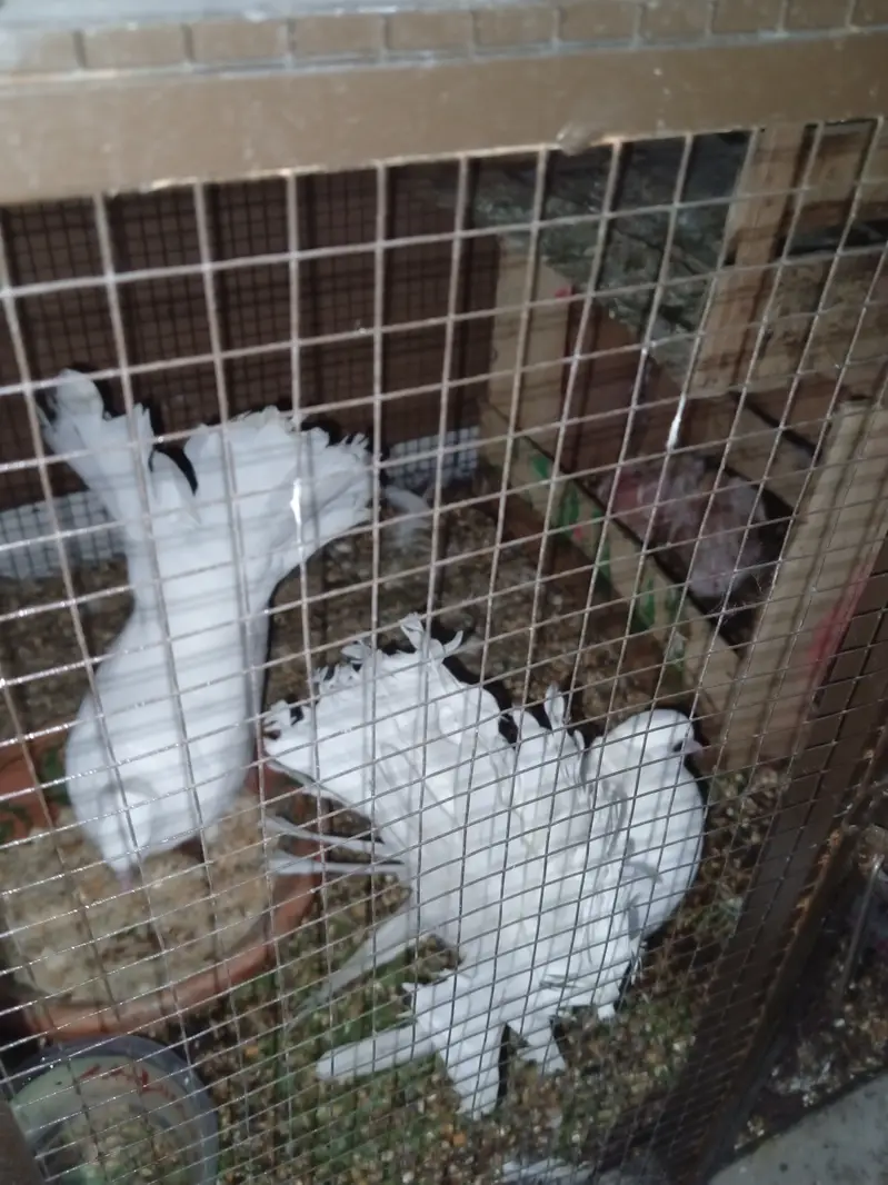 2 alag alag pair of kabootar for sale — photo 5
