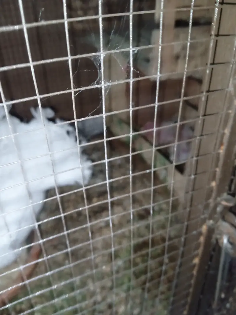 2 alag alag pair of kabootar for sale — photo 7