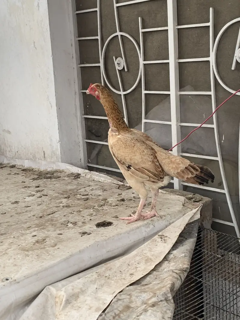 Mianwali Aseel Murgi — photo 2