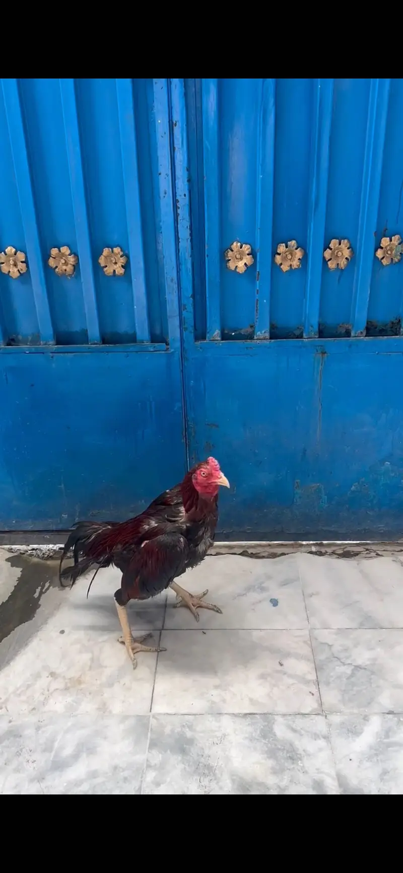 Aseel murga murgi for urgent sale — photo 3