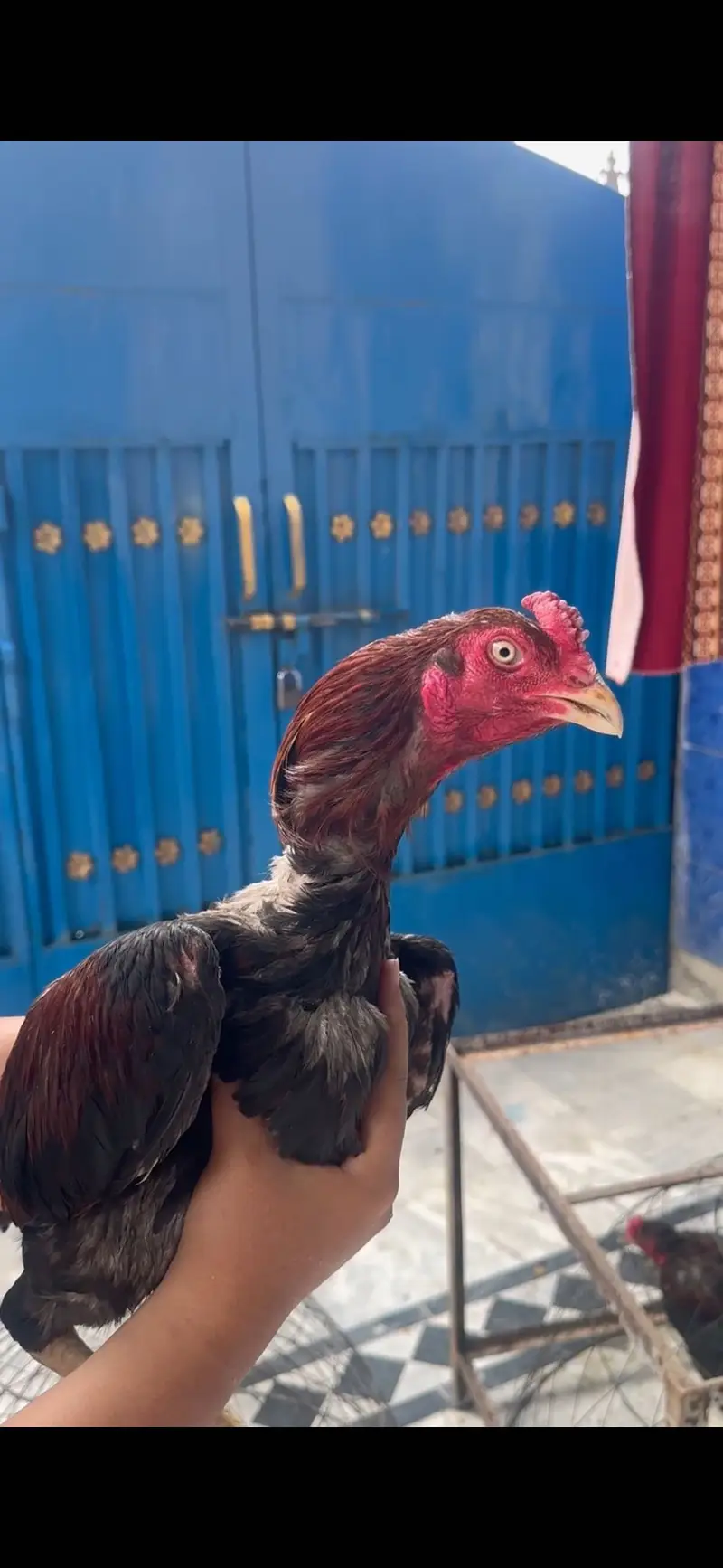 Aseel murga murgi for urgent sale — photo 4