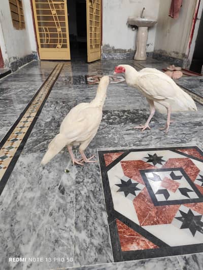pure Heera pair