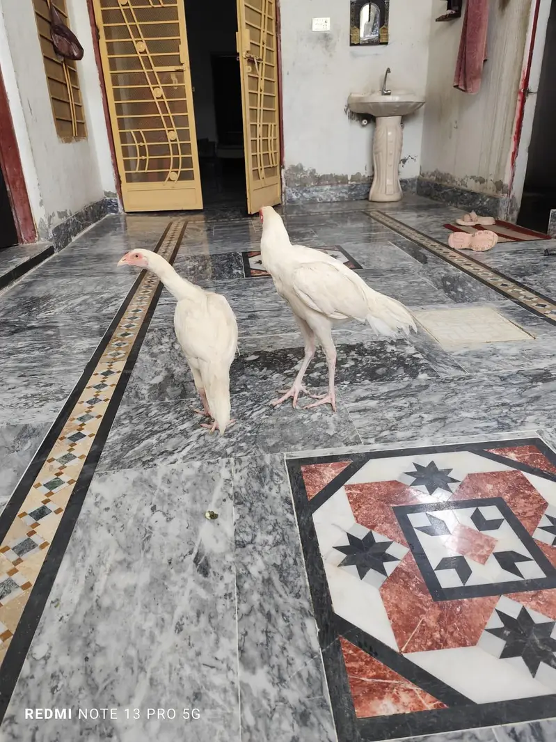 pure Heera pair — photo 2