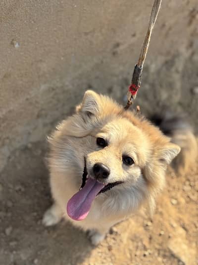 Russian Dog Zero Size Top Quality Male