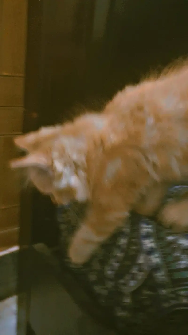 triple Coated Doll Face kittens — photo 2