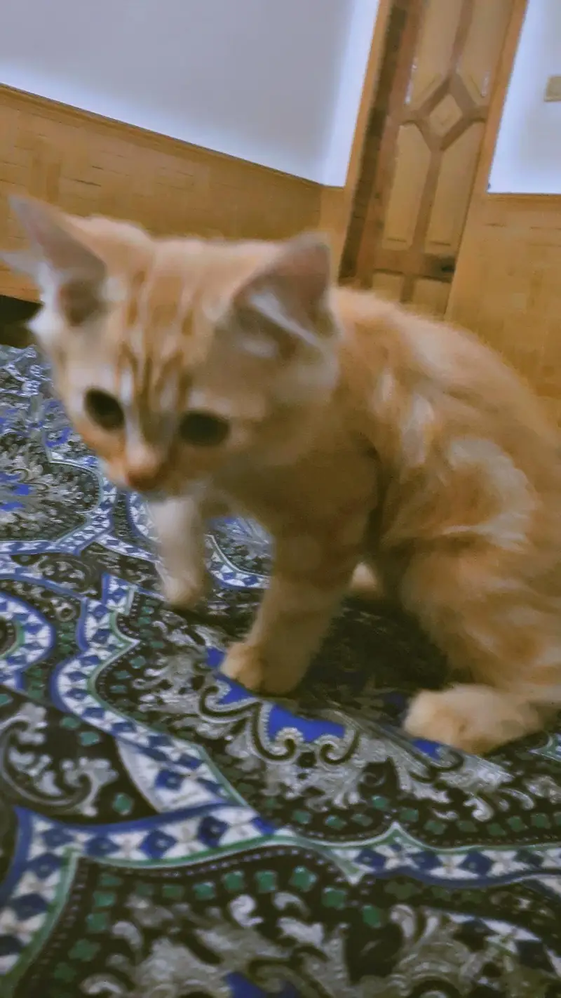 triple Coated Doll Face kittens — photo 3
