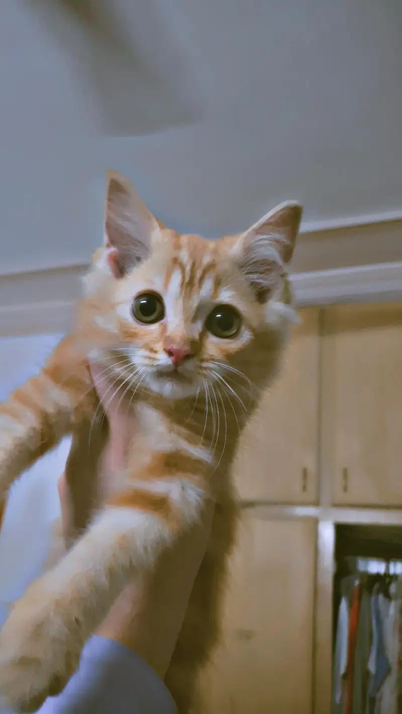 triple Coated Doll Face kittens — photo 4