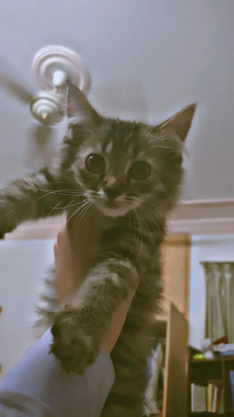 triple Coated Doll Face kittens — photo 5