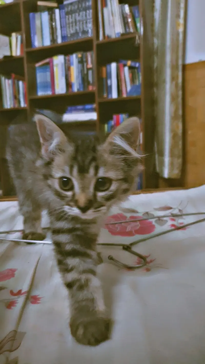 triple Coated Doll Face kittens — photo 7