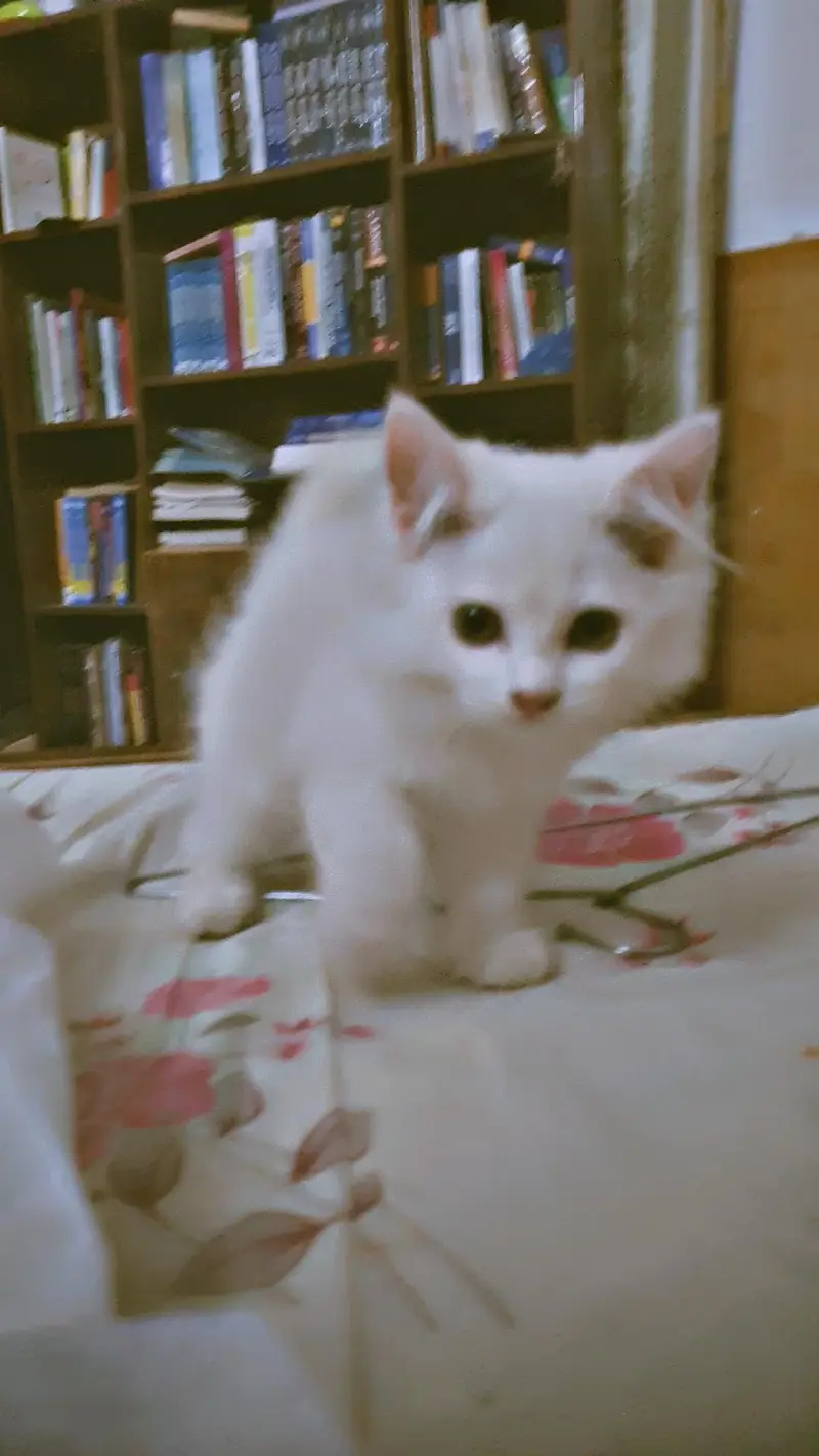 triple Coated Doll Face kittens — photo 8