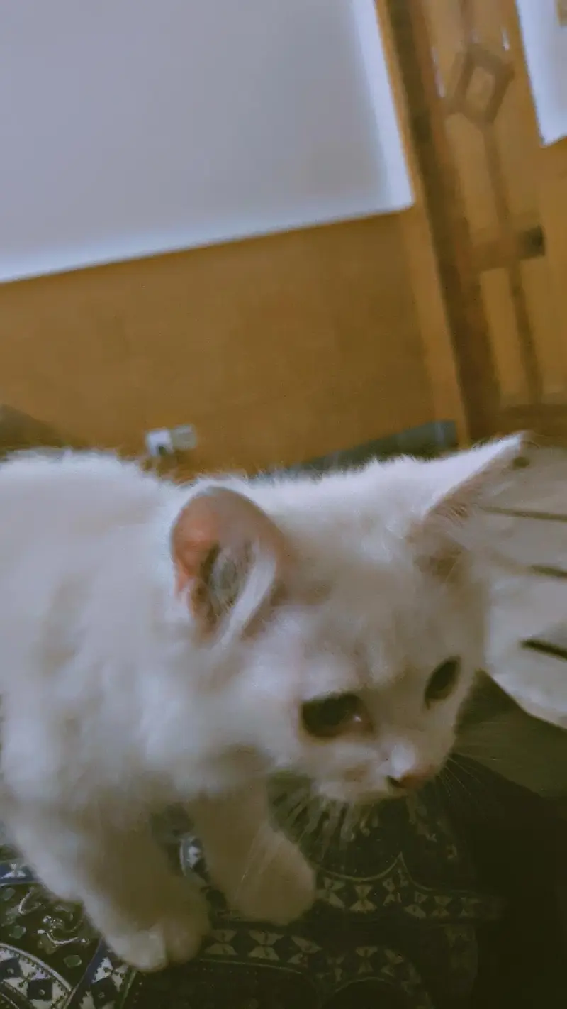 triple Coated Doll Face kittens — photo 9