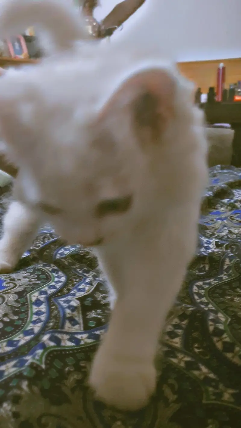 triple Coated Doll Face kittens — photo 10