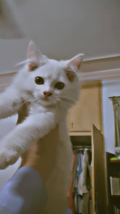 triple Coated Doll Face kittens
