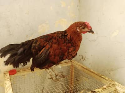 golden misari chuza
