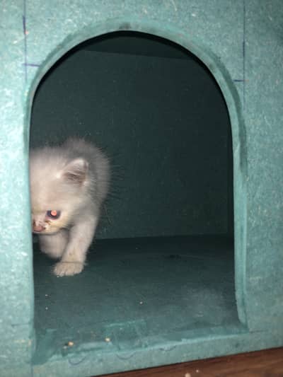 Cat house for sale
