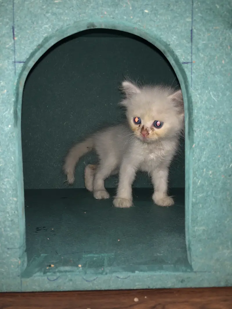 Cat house for sale — photo 2