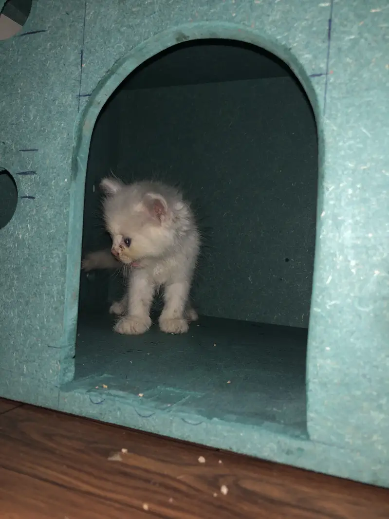 Cat house for sale — photo 4