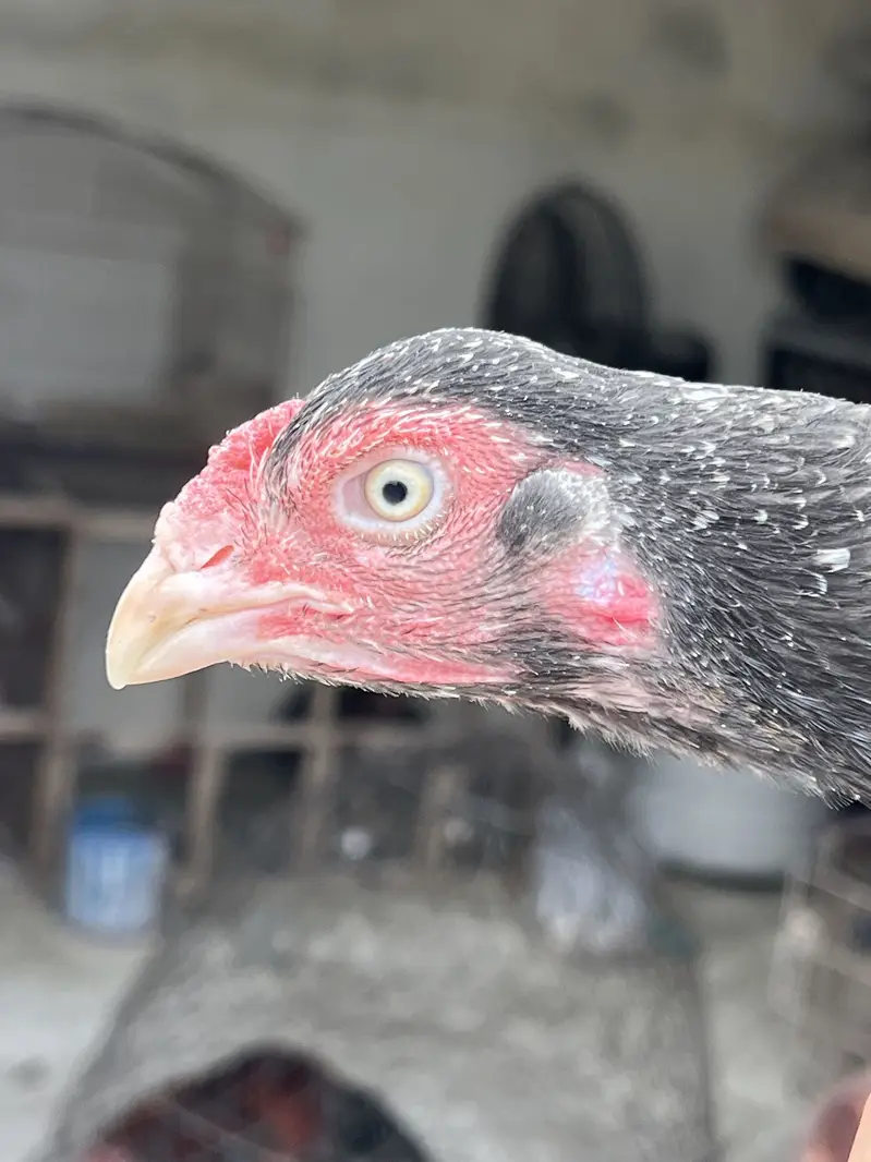 Aseel murga murgi for urgent sale — photo 7