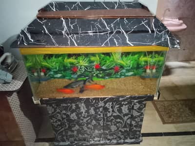 Fish accuriam
