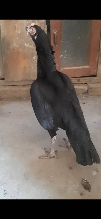 aseel hen and pathi available