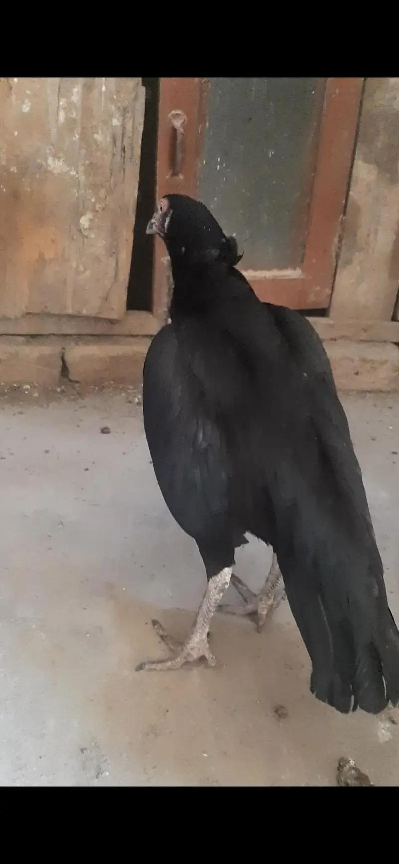 aseel hen and pathi available — photo 2