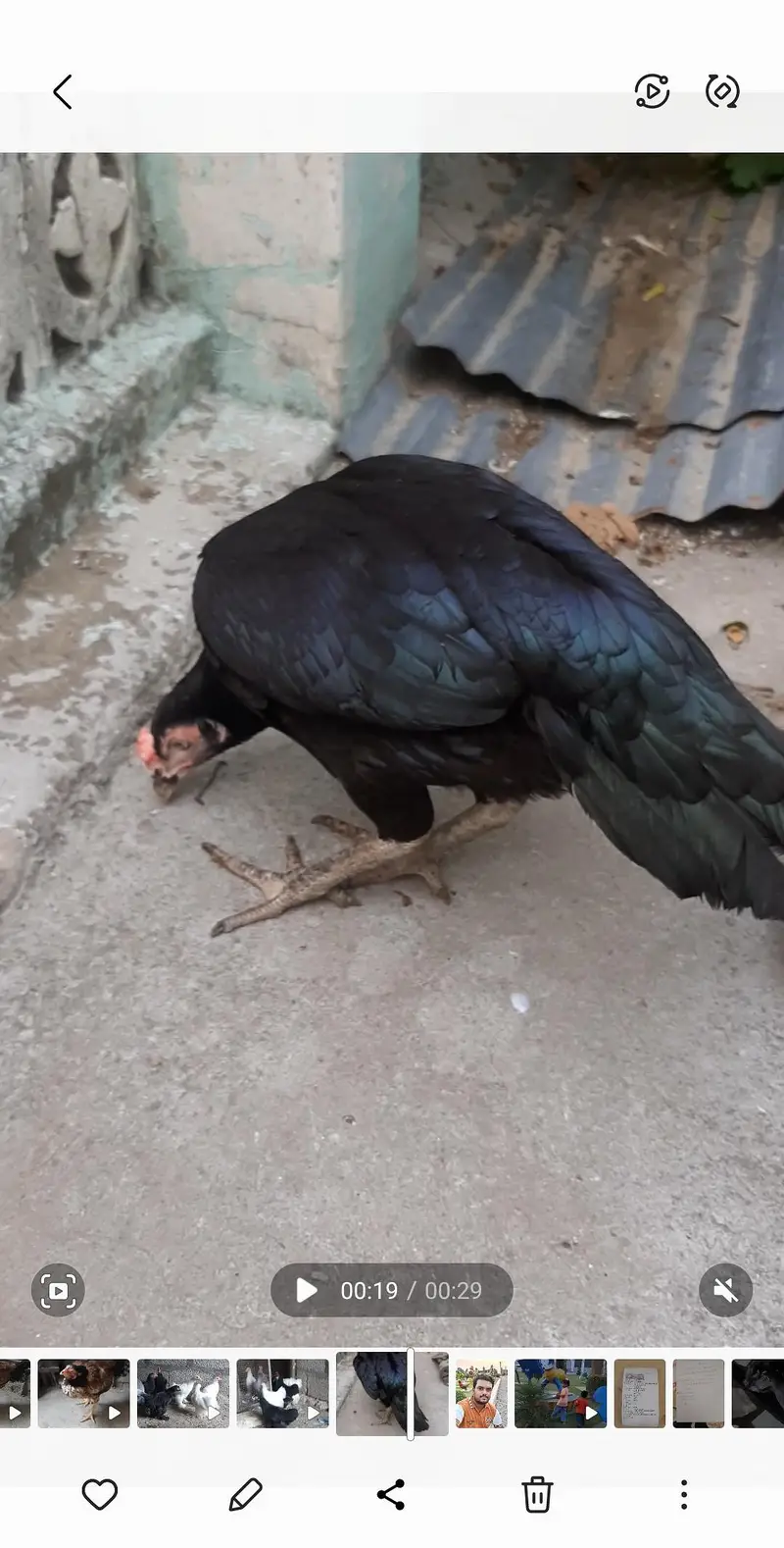 aseel hen and pathi available — photo 3