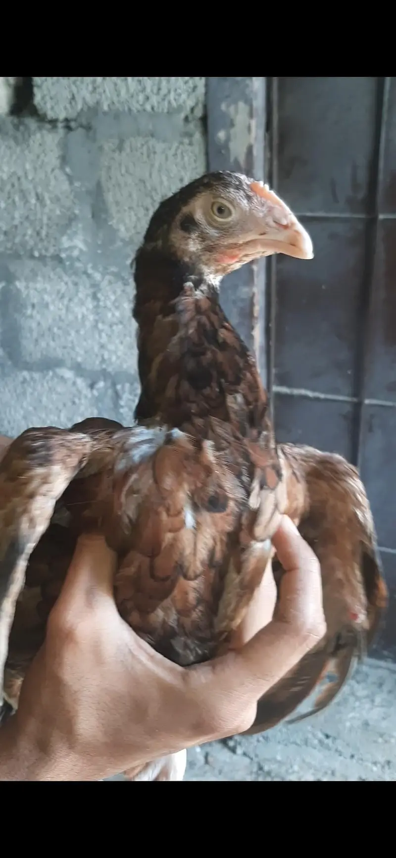 aseel hen and pathi available — photo 4
