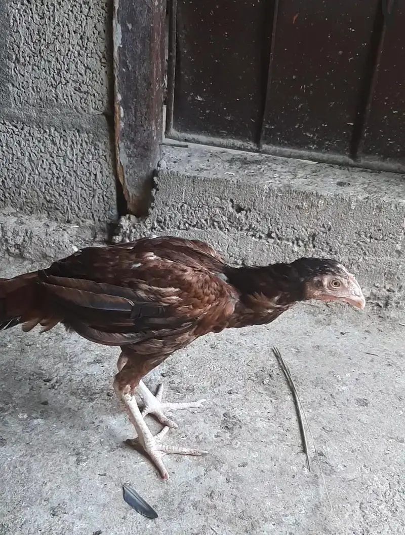 aseel hen and pathi available — photo 5