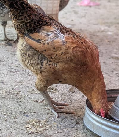 Desi hens (03444608899)