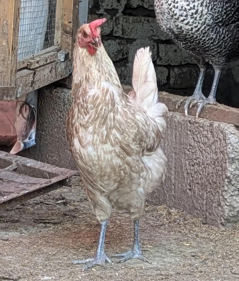 Desi hens (03444608899) — photo 3