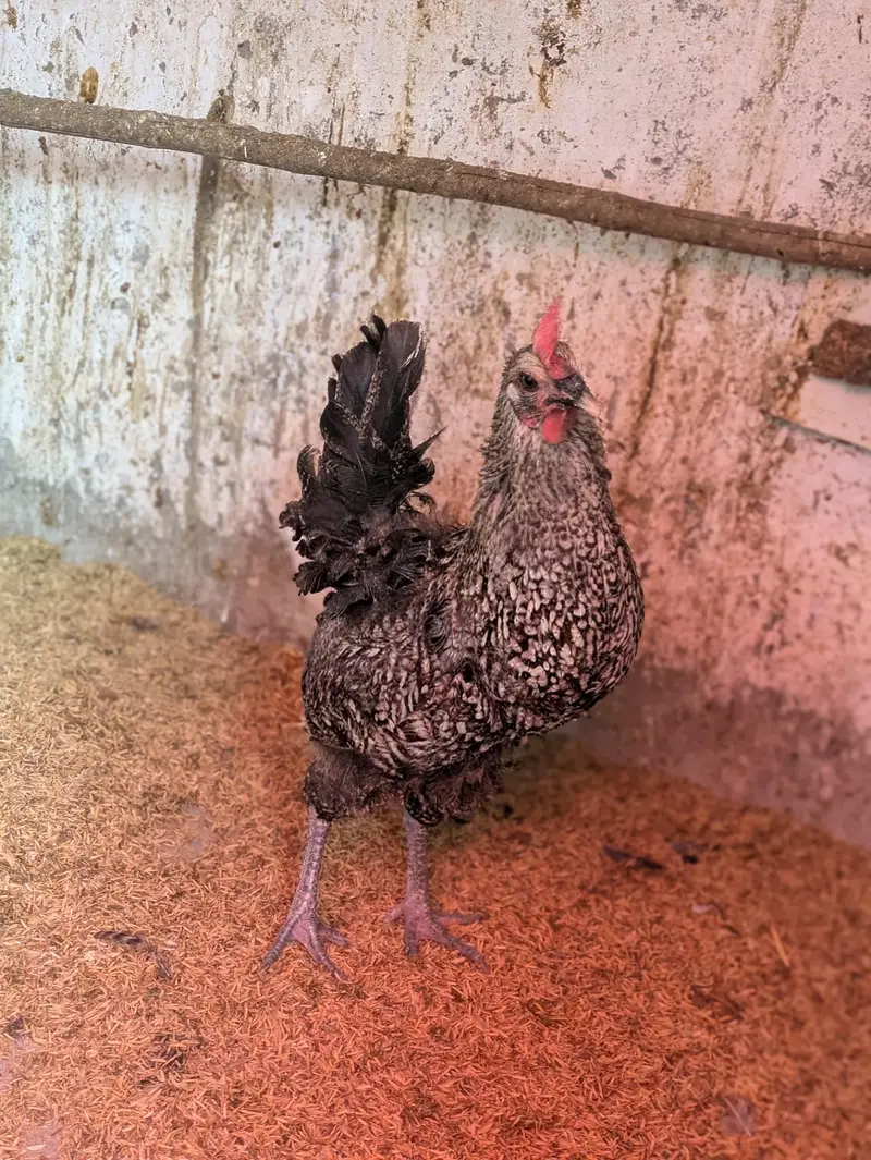 Desi hens (03444608899) — photo 4