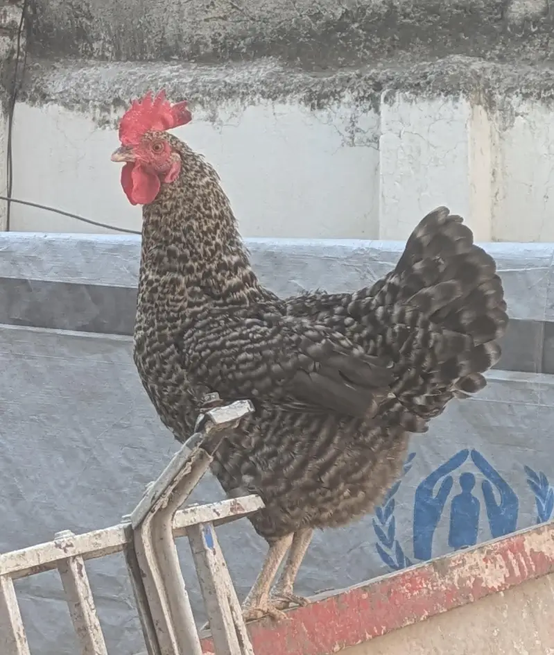 Desi hens (03444608899) — photo 6