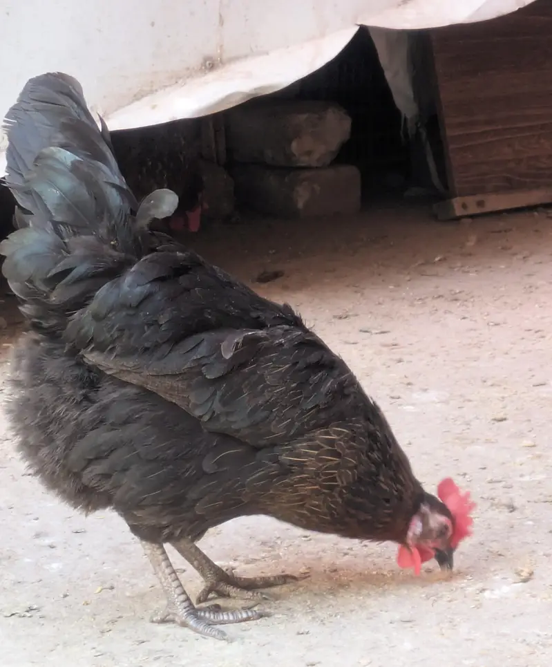 Desi hens (03444608899) — photo 7
