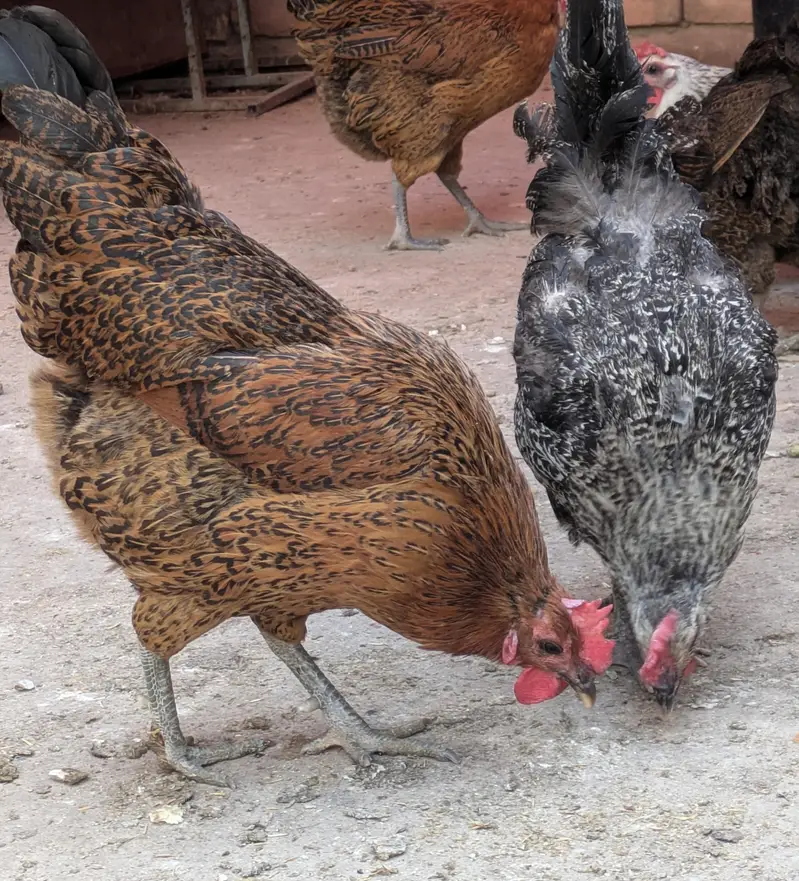 Desi hens (03444608899) — photo 8