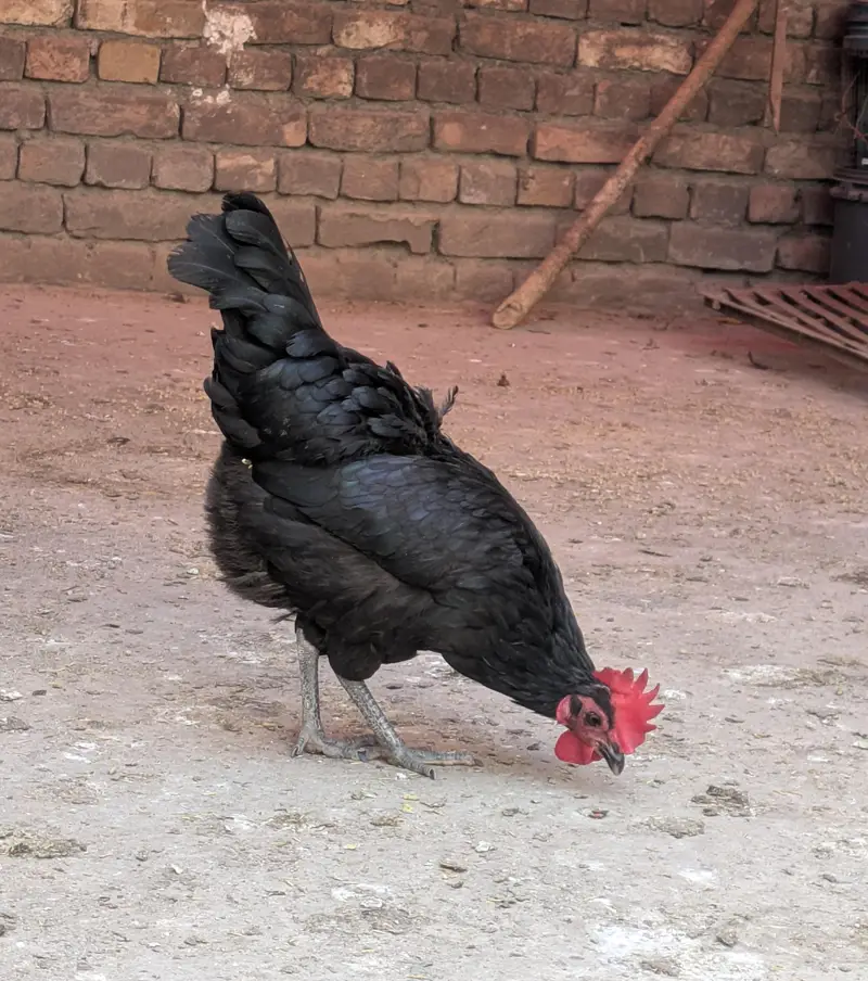 Desi hens (03444608899) — photo 9