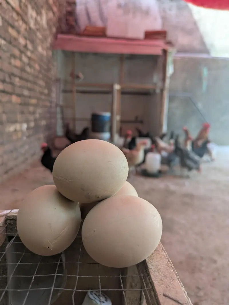 Desi hens (03444608899) — photo 11