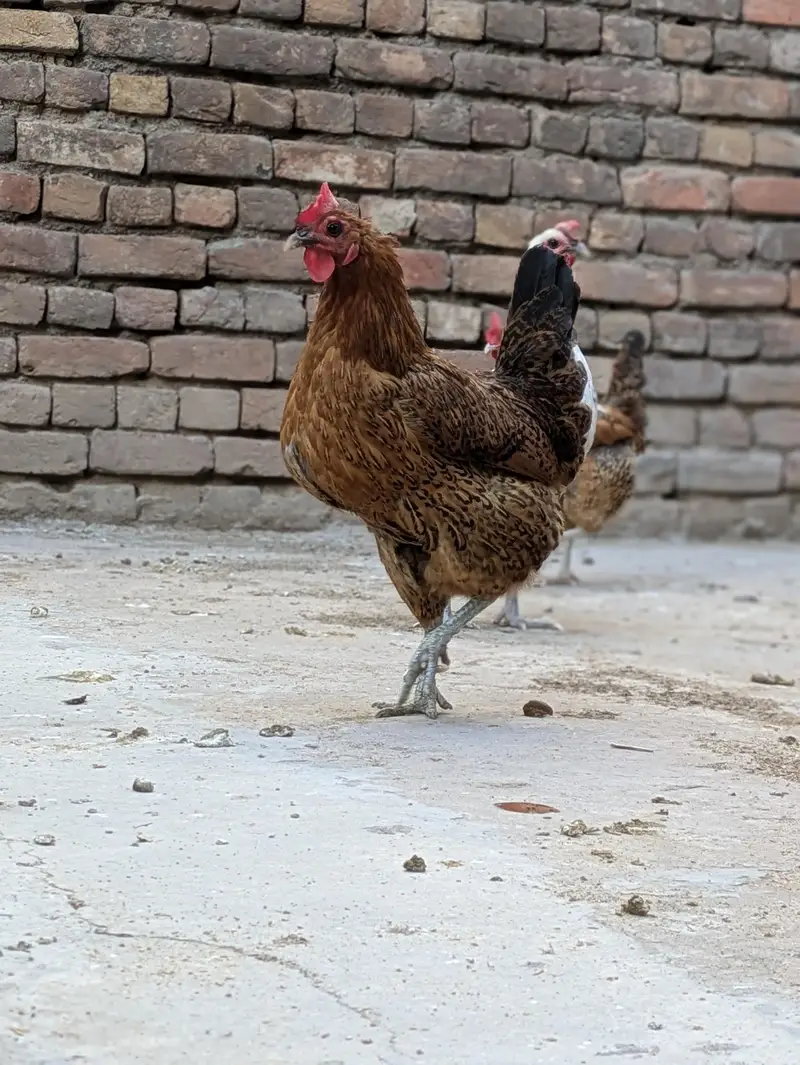 Desi hens (03444608899) — photo 12