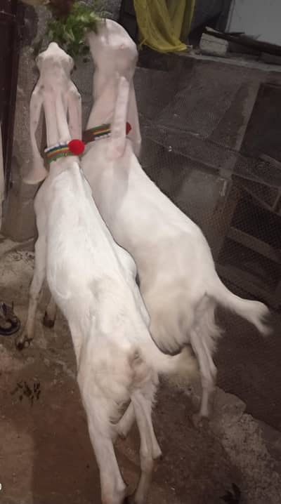 rajanpuri goats