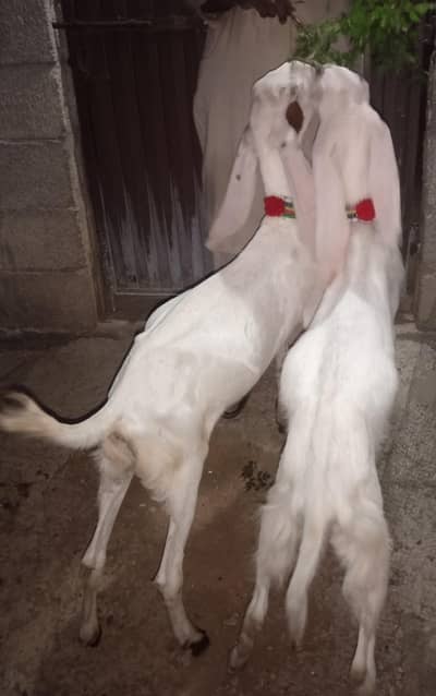 rajanpuri goats