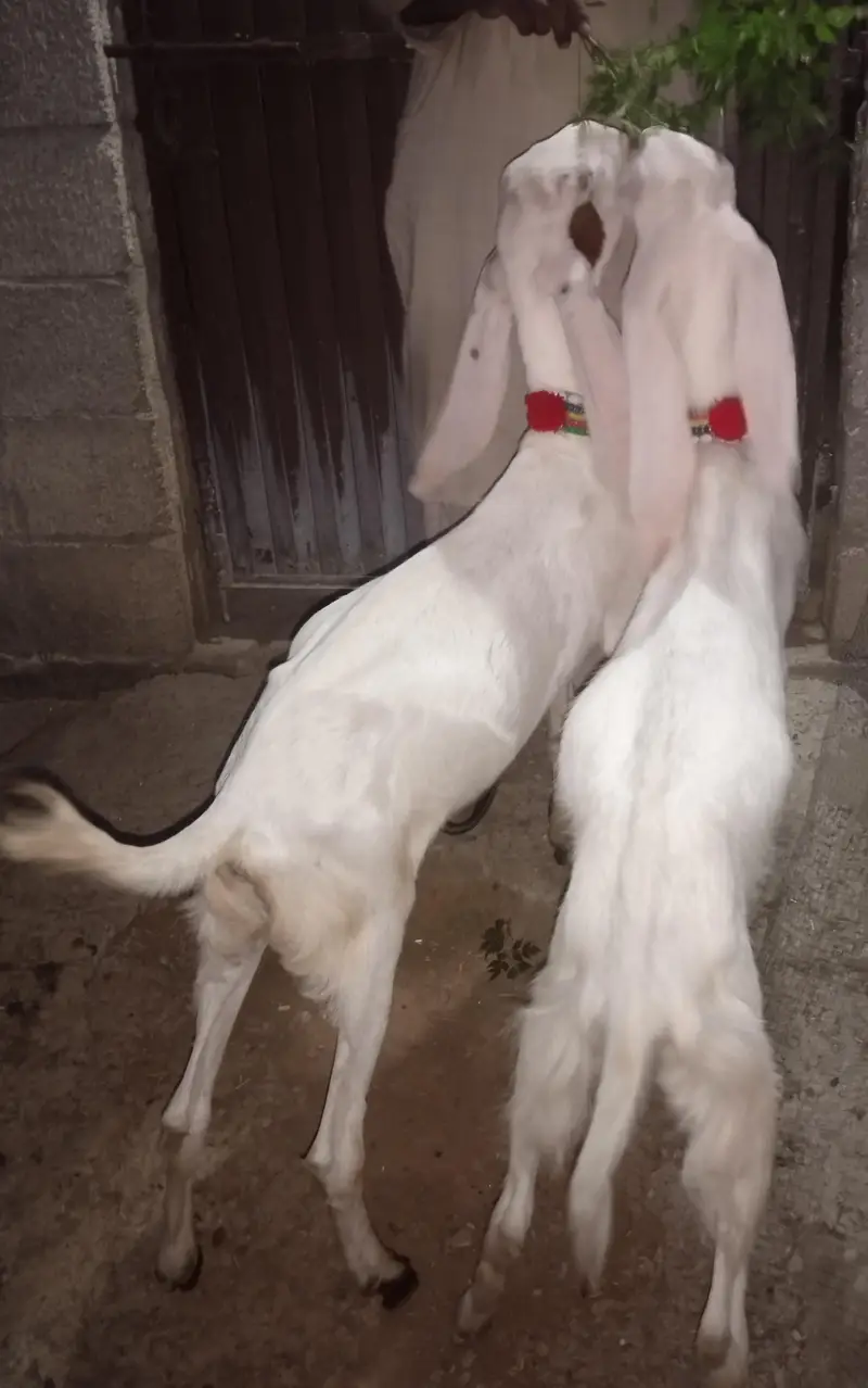 rajanpuri goats — photo 2
