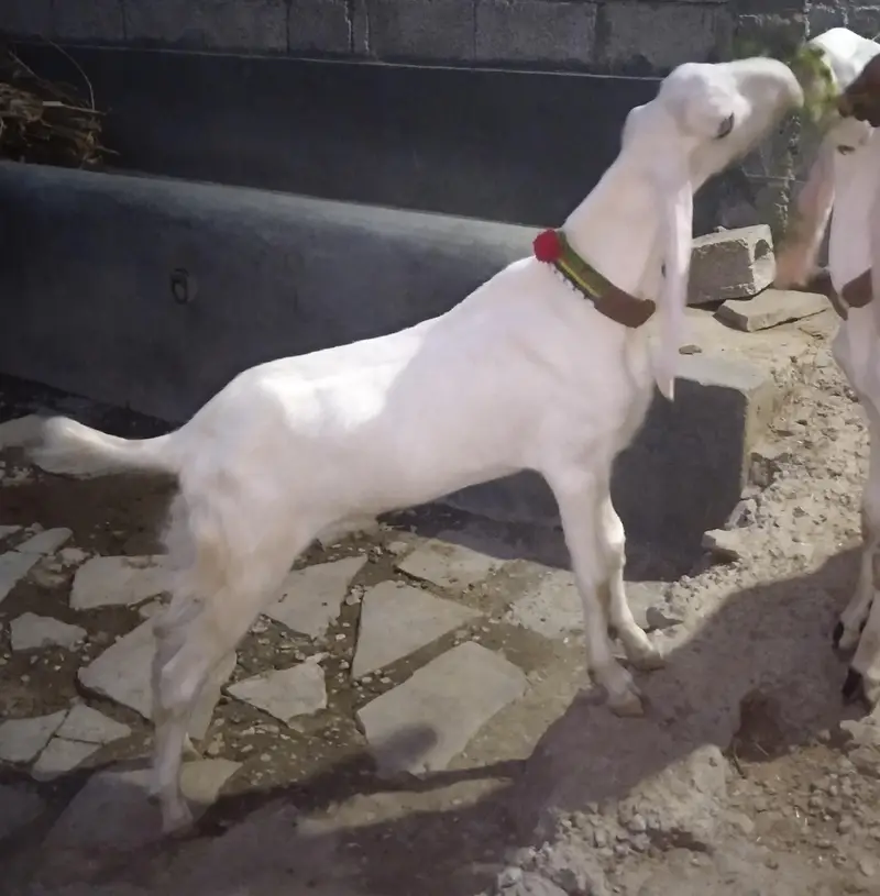 rajanpuri goats — photo 3