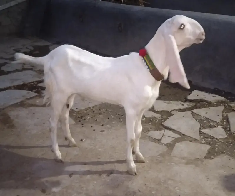 rajanpuri goats — photo 4