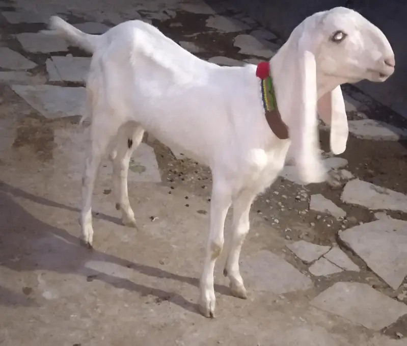 rajanpuri goats — photo 5
