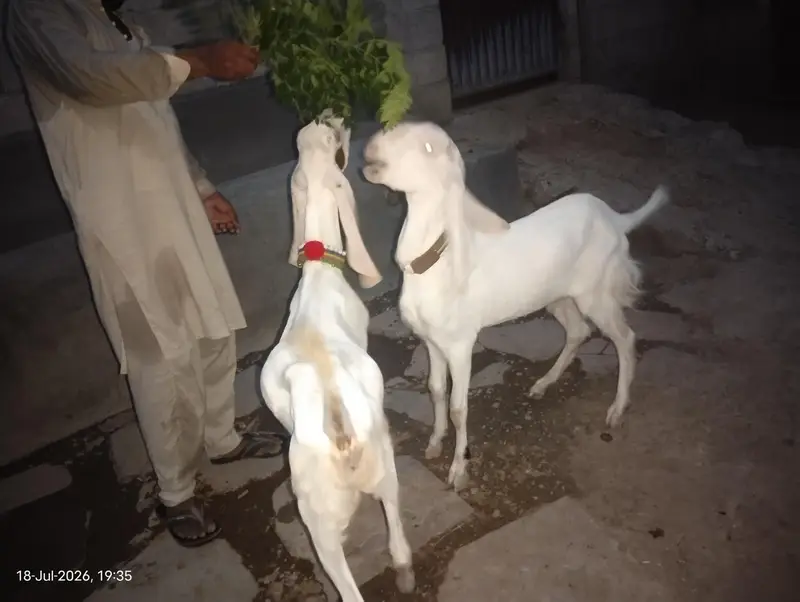 rajanpuri goats — photo 6
