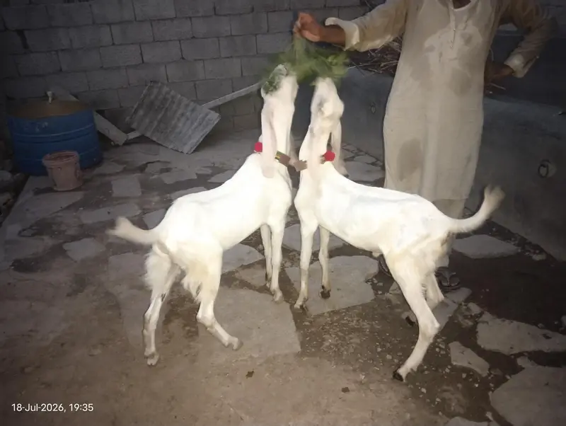 rajanpuri goats — photo 7