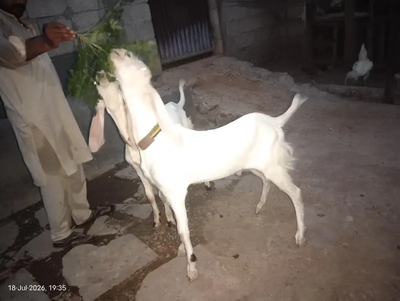 rajanpuri goats — photo 8