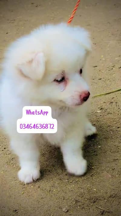 Russianpoppy Dog 2 month Age full active delivery all Pakistan