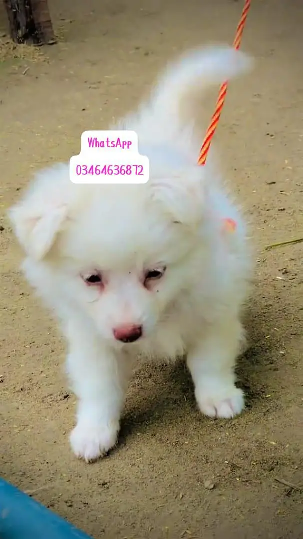 Russianpoppy Dog 2 month Age full active delivery all Pakistan — photo 2